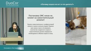 Почему кошка не ест и что делать