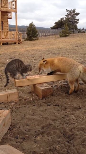 Рыжая Лиса и Кошка смотреть онлайн