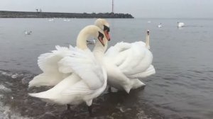 Лебединый танец