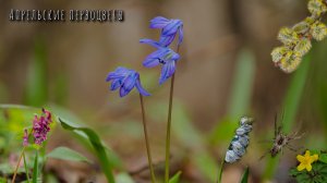 Цветущая весна. Апрель. Первоцветы. Фотографии природы от Евгения Скрипника