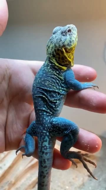 COLLARED LIZARD COLLECTION! #shorts смотреть онлайн