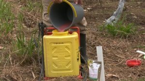 Control de gusano cachón en caucho y yuca mediante aplicación del bioplaguicida ERYTEC®.