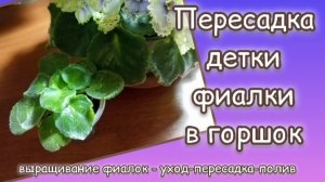 ПЕРЕСАДКА ДЕТКИ ФИАЛКИ: ошибки и как их избежать.mp4