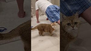 Домашние обязанности кота  #cat #веселыекоты #котики #кот #cutecat #catlover #коттоша