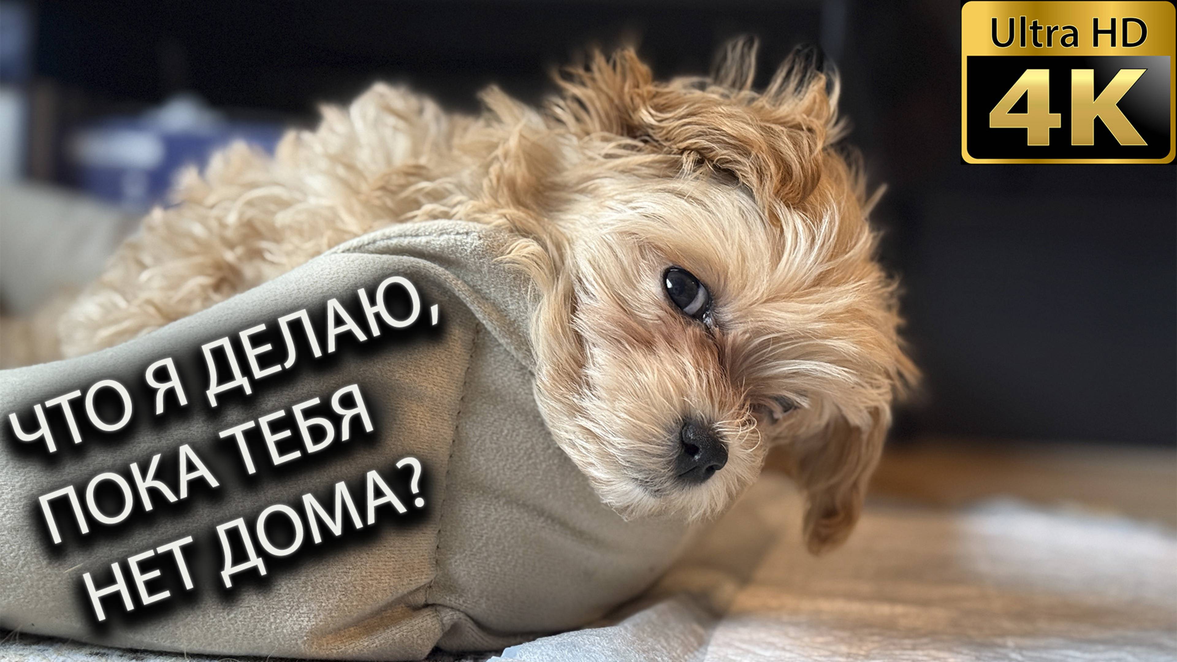 Что делает собака, пока вас нет дома?