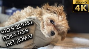 Что делает собака, пока вас нет дома?