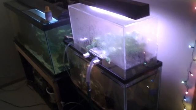 Crazy Aquarium Terrarium Setup Multi tank, overflow and EXPANDER!! must see смотреть онлайн