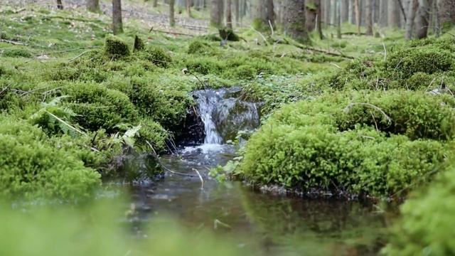 Звуки природы, пение птиц и ручей Звуки Леса, для релаксации, сна, Медитации #звукилеса #шумводы
