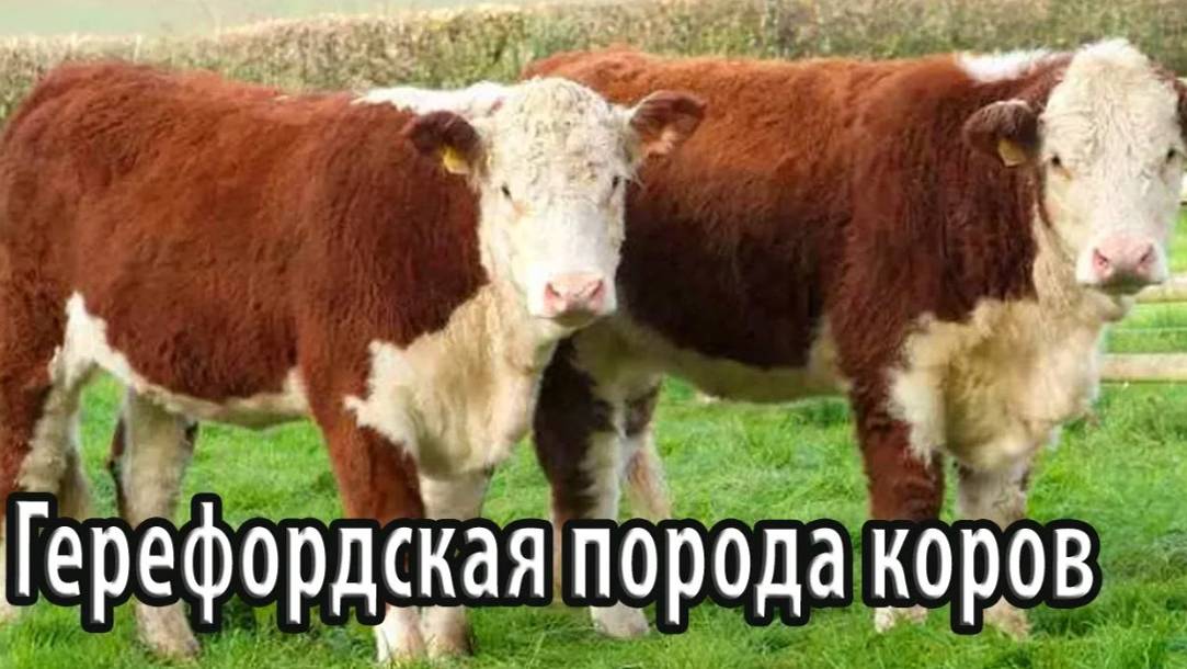 Герефордская порода домашних коров