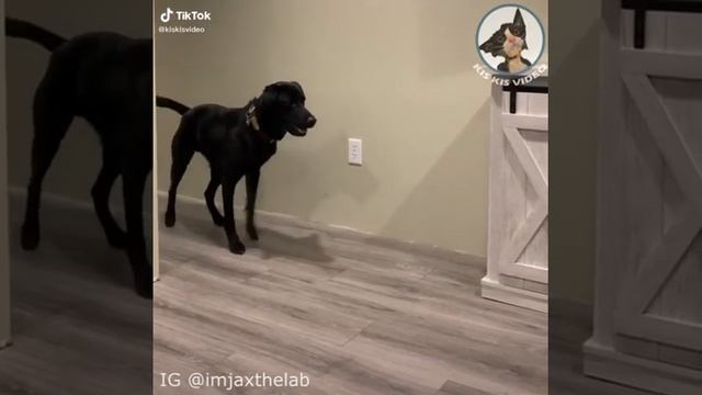 смешные собаки смотреть онлайн