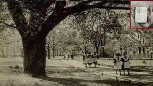 В 1930 году, в дупле дерева, в Ленинграде, был найден мобильный телефон