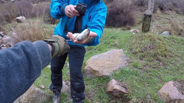 Trout fly fishing in Kyrgyzstan (Gregorievskoe gorge) смотреть онлайн