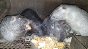 Возмущаемся и мы, и НУТРИИ. 17.03.25