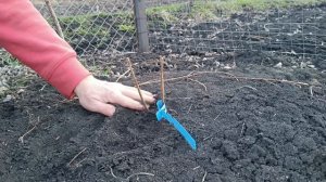 Жимолость. Весенняя обрезка на пенек.