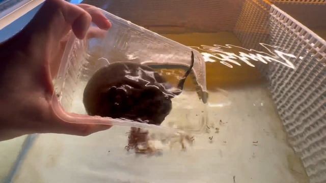 +1 самочка leopoldi black diamond смотреть онлайн