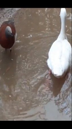 cisne coscoroba