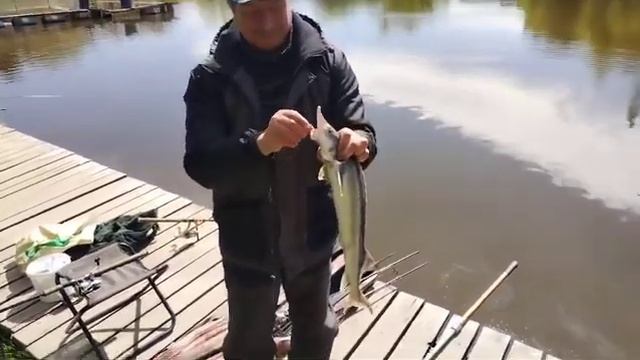 Осётр не дает скучать смотреть онлайн