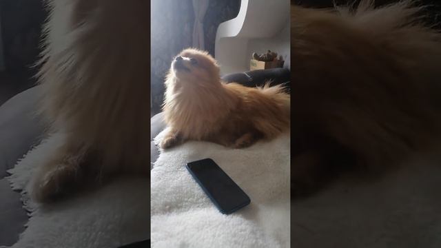 Шпиц Тишка поёт песенку. смотреть онлайн