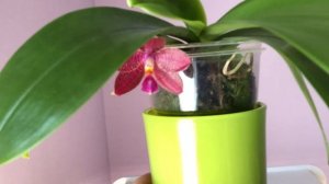 Phalaenopsis Zheng Min Etching in Bloom