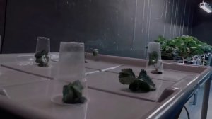Клубника на аэропонике