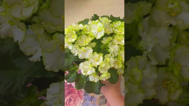 Фиалка сорта АВ-Сказка!