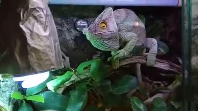 Парсони Сёма любит виноград смотреть онлайн