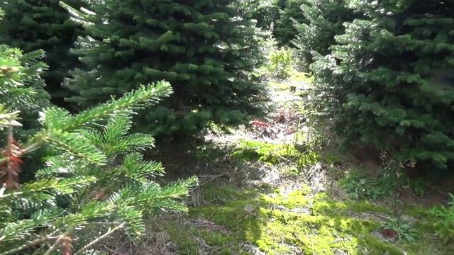 Пихта Нордмана срезанная 05125 смотреть онлайн