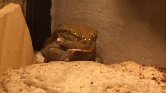 Bufo Alvarius - Coloradokröte смотреть онлайн