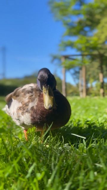 My mallard friend смотреть онлайн