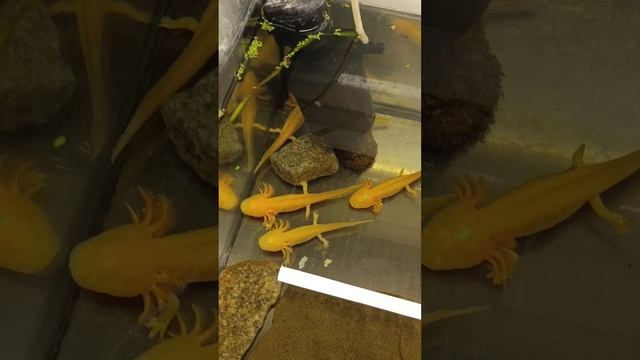 Аксолотли #подводныймир