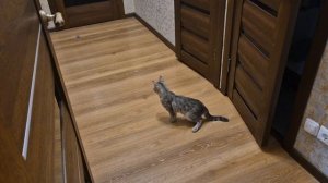 Игрушка для кошек