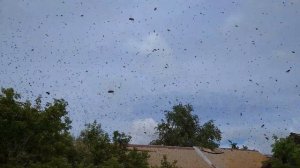 Ловля роев в ловушку.