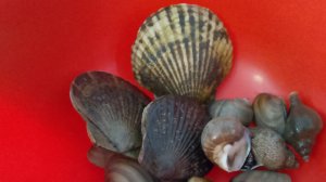 Дары-моря Сахалин.