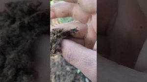 Бороную Чеснок самодельной бороной на тракторе Т 25