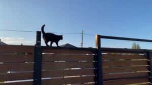 РАБОТА НА УЧАСТКЕ// ЗАКУПКА ПРОДУКТОВ// СТРОЙКА ПРОДОЛЖАЕТСЯ// ГОРОХОВЫЙ СУП// ДОМАШНИЕ ПЕЛЬМЕНИ