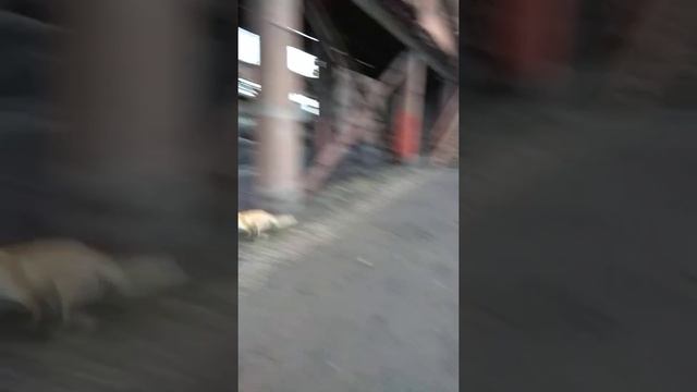 Лиса на заводе смотреть онлайн