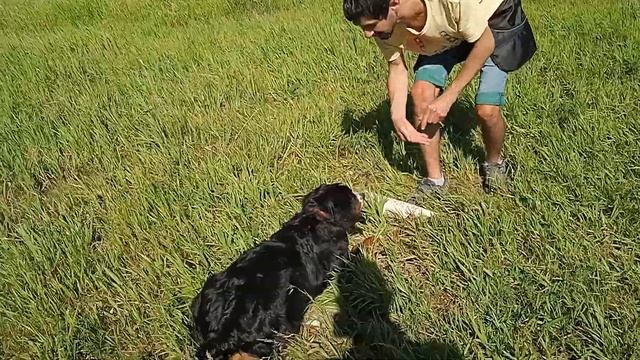 зенненхунд Лола/6мес./ обучение комплексу/сидеть,лежать,стоять/ смотреть онлайн