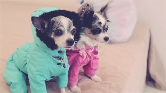 Осенне-зимняя одежда для собак: must-have коллекция 🧥❄️