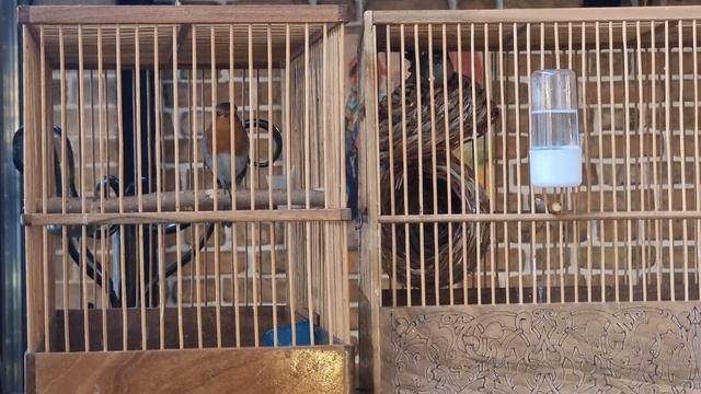 Сахаркуш. Зарянка. Erithacus rubecula 19.12.2023 смотреть онлайн