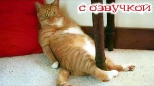 Приколы с котами! Смешные коты! С ОЗВУЧКОЙ! СМЕШНЫЕ ЖИВОТНЫЕ 2025! До слёз!