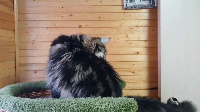 Мейн-кун смотреть онлайн