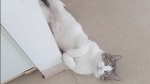 Баргариты Сорванный пикник 2