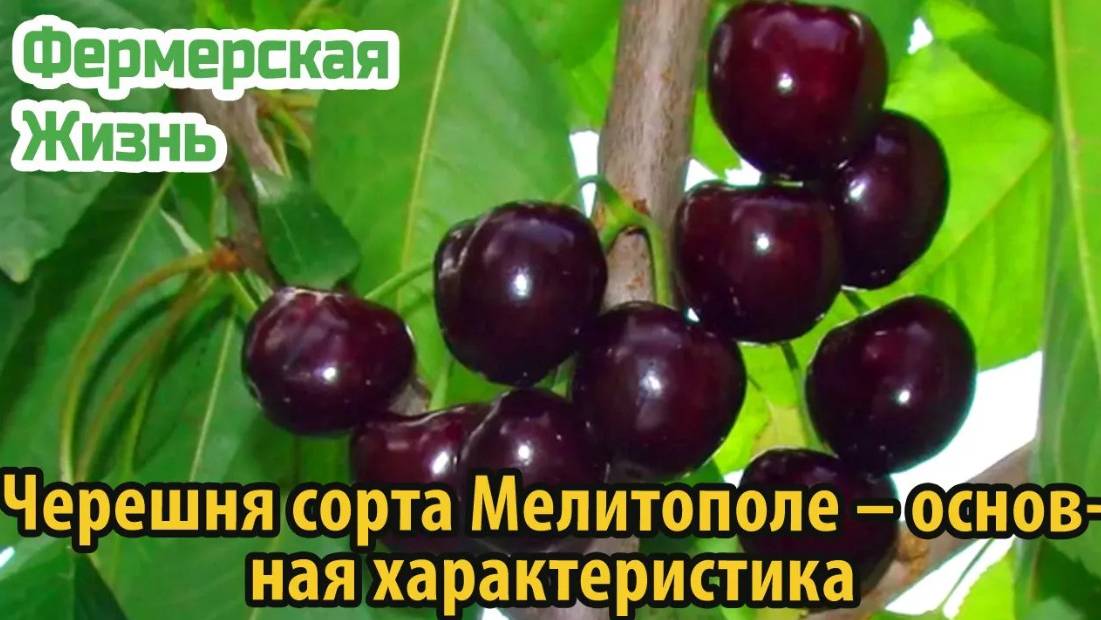 Черешня сорта Мелитополе – основная характеристика