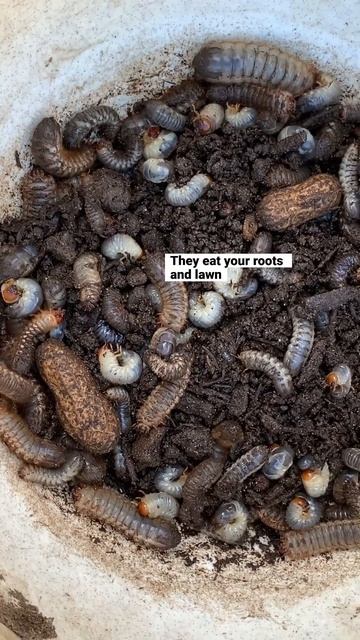 Garden Pest Control 🪲Getting Rid Of Grub Worms! All Four Species #pestcontrol #gardening #garden