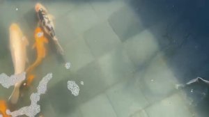 Карпы Кои Ростов-на-Дону