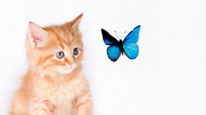 Про котёнка