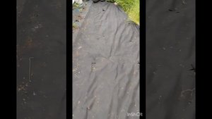 Посадка томатов в открытый грунт под спанбонд.2024г.