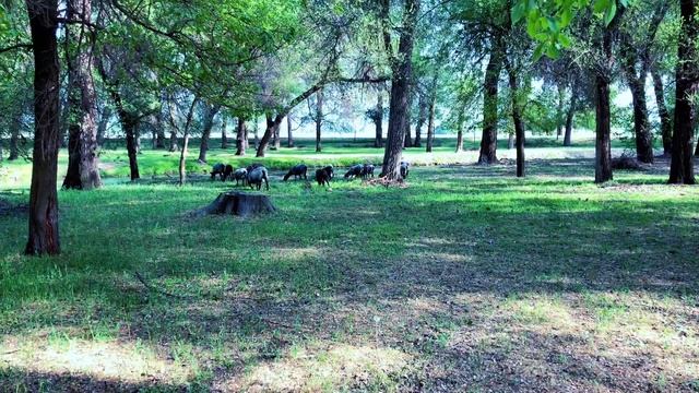 #ПИКНИК 🧺 9-мая смотреть онлайн