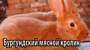 Бургундский мясной кролик