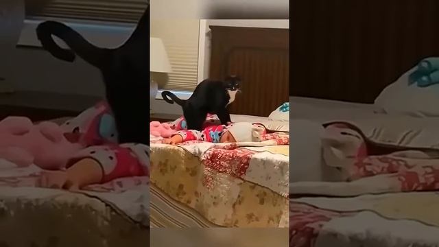 Дети и котики. Очень милое видео